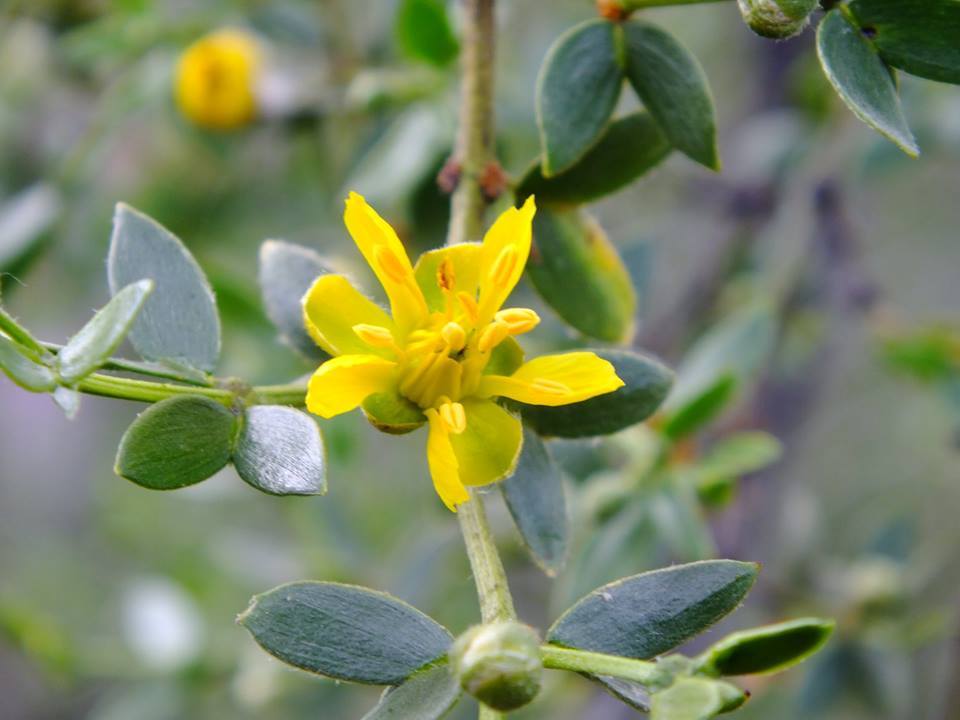 Flor de Jarilla